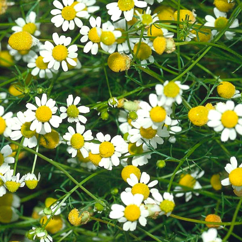 Chamomile, German (Canada) – Incense Route