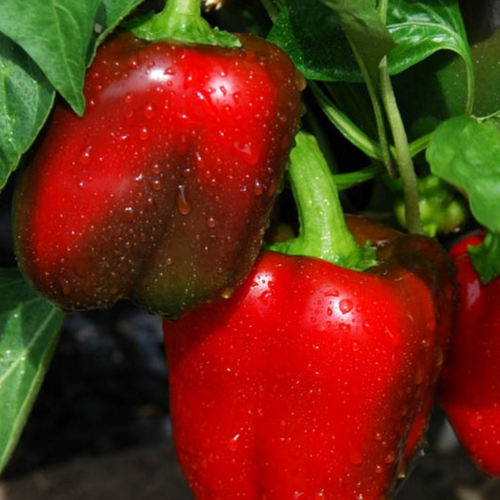 Mini Bell Red Sweet Pepper-Meraki Seeds