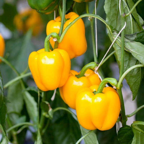 15+ Yellow Bell Pepper Plants
