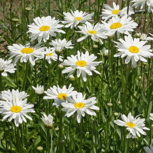 Fleabane Daisy Flower Seeds - Dainty Daisy, Aspen Daisy, Showy Daisy, —  Seed Nerds