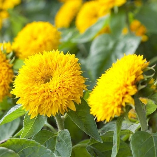 Autumn Beauty Mix - Sunflower Seeds