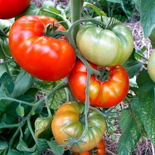 Brandywine Tomato Heirloom Tomato Seeds Old Fashioned Beefsteak Tomato –  Mountainlily Farm