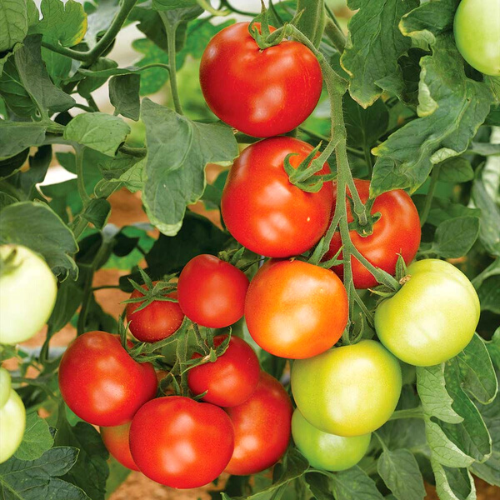 Brandywine Red - Tomato Seeds