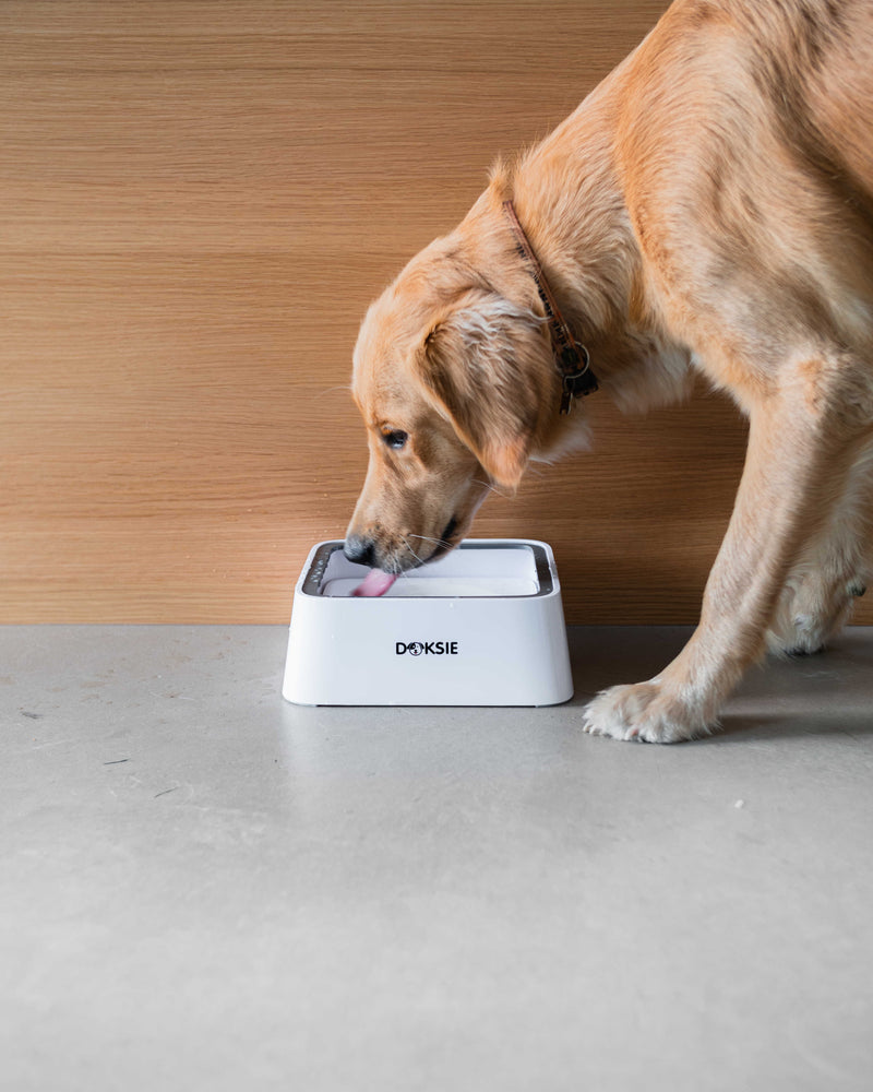 Køb Doksie - Smart Spildfri Vandskål Til Hund –