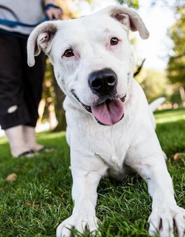 Ali at forgotten dogs rescue