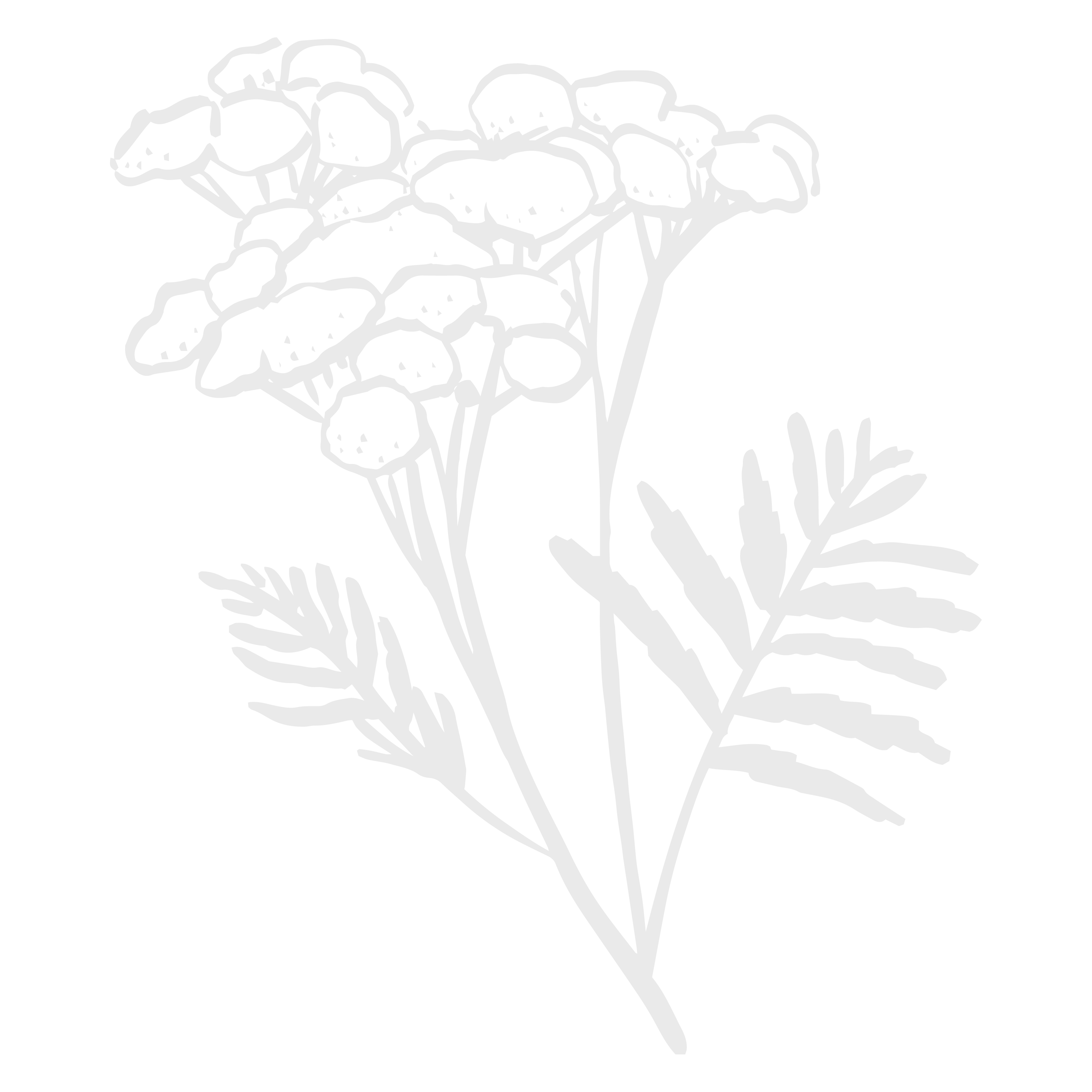 Tansy Herb