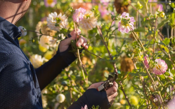 Gardener in his flower garden.