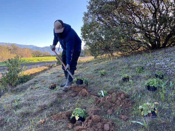 Man digging holes for plants that support pollinators. 