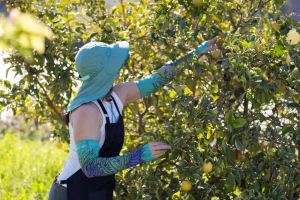 Woman reaching into a hedge to prune it.