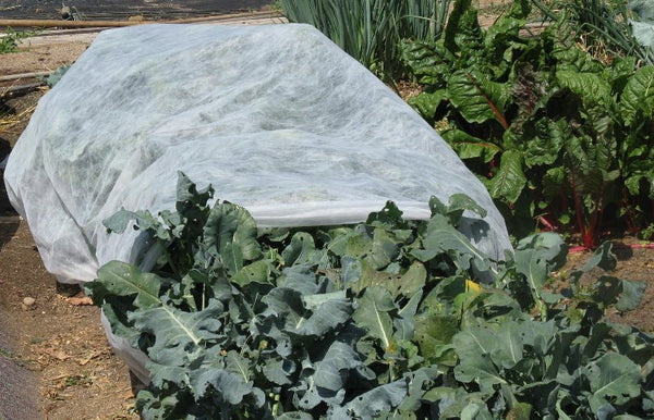 plants covered by tarp to protect from frost 
