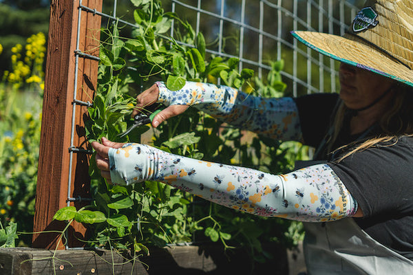 A gardener wearing sleeves pruning a hedge.