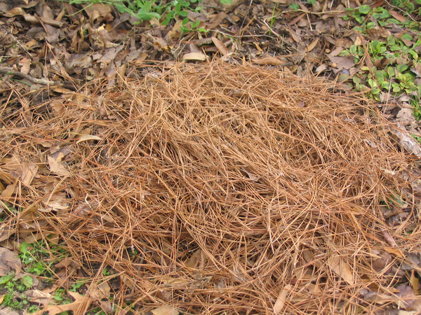 mulch to warm soil from frost 