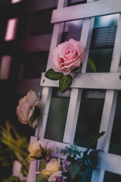 Rose growing against a trellis. 