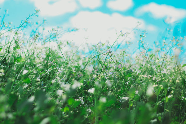 Field with lots of pollen and sun.