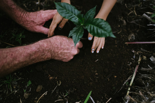 Two people planting together.