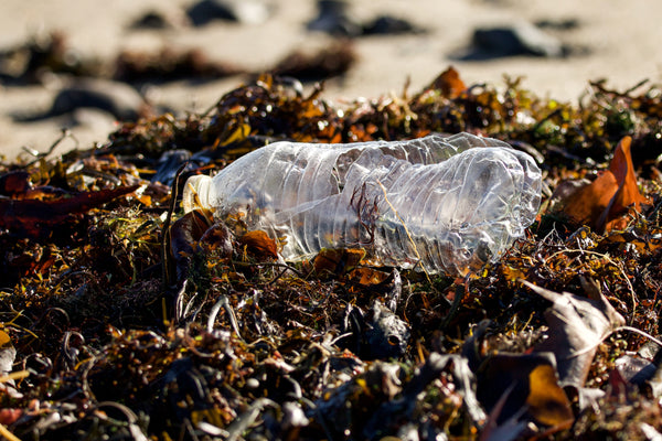 A plastic bottle in seaweed on the beach.