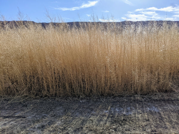 A field full of weeds.