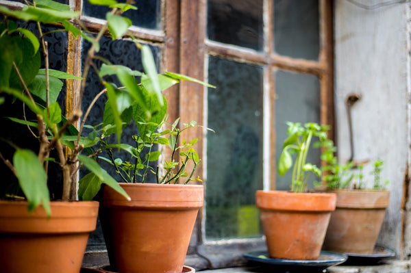 Potted plants without leaves sitting on a windowsill