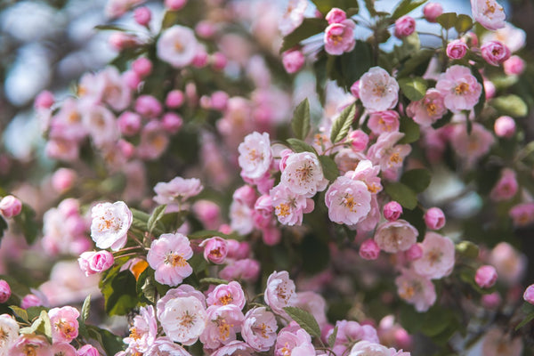 Blossoms growing in a tree.