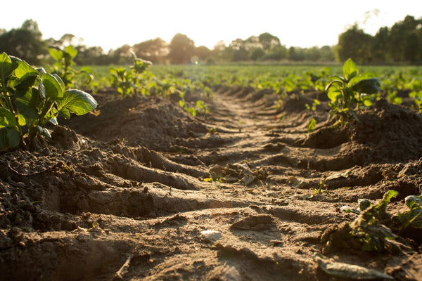 Soil on a farm between rows of crops with the sun setting. 