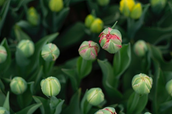 A bunch of tulips ready to bloom.