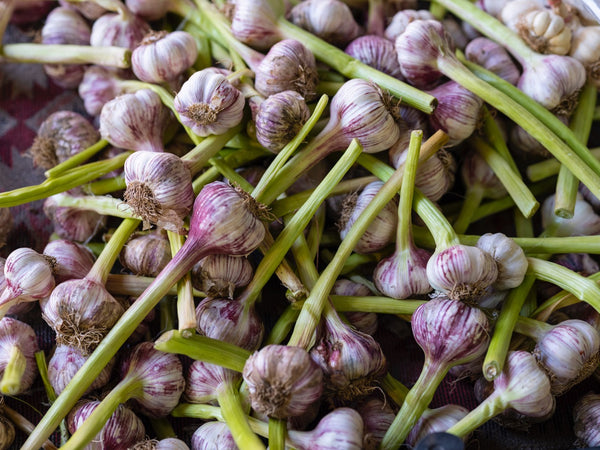 Garlic curing for the cold winter ahead.