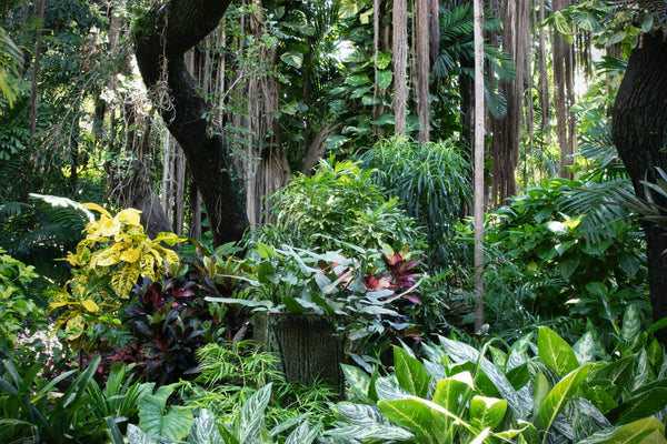 A natural garden in a forest.