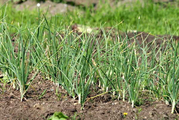 Garlic beginning to sprout.