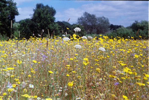 Natural pollinator habitat.