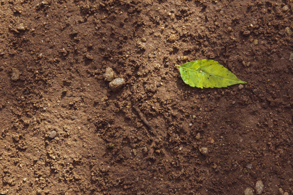 Soil and a leaf from overhead view.