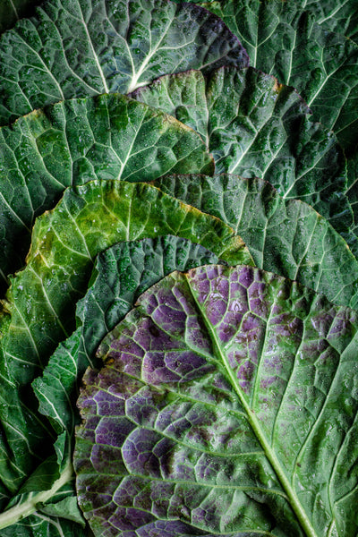 Kale harvested with a little purple on the leaves.