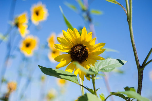 A flower with bees in it. Longhorned bees to be exact.