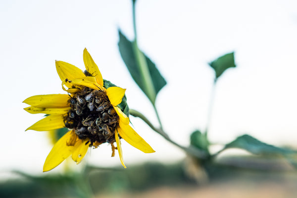 A flower covered with bees.