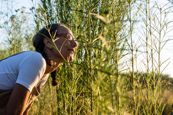 Christine looking for pollinators in her cover crops.