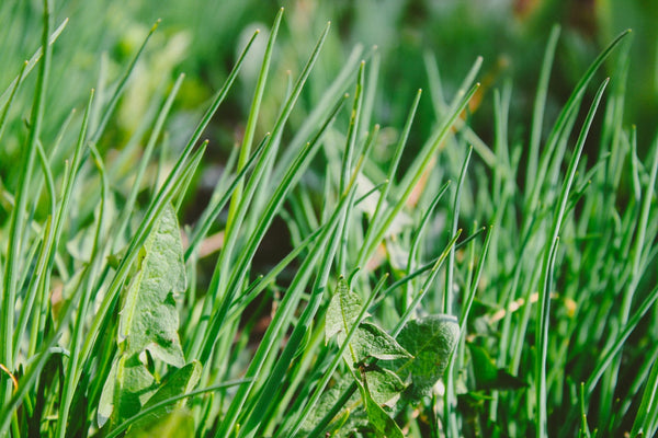 A close-up shot of green weeds. 