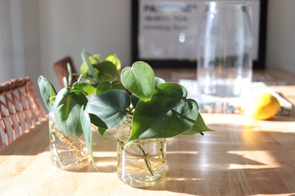 Cuttings growing in glass jars indoors. 