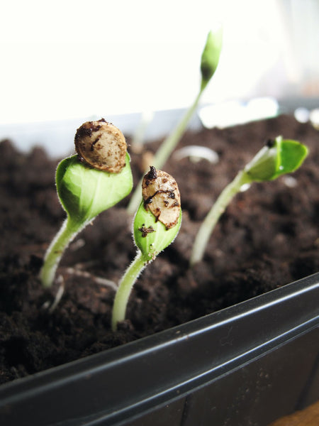 Sprouts sprouting in soil.