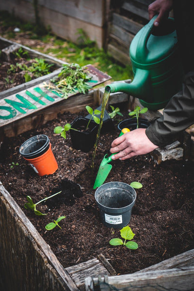 A gardener watering and tending to their plants.