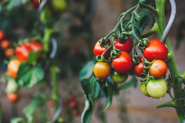 Cherry tomatoes on the vine. 