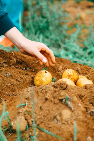 A hand growing potatoes.