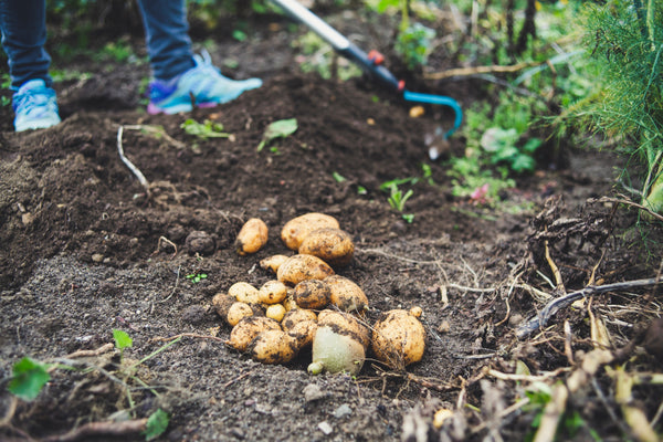 Potatoes growing in dirt.