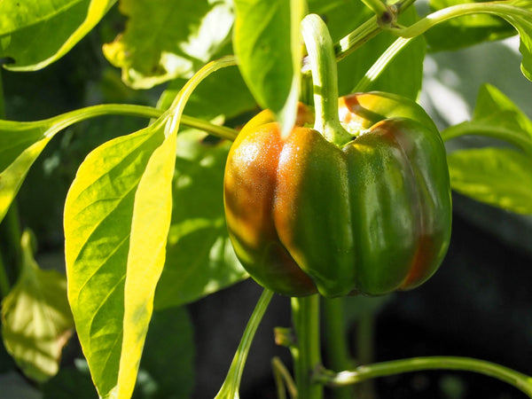 Peppers coloring on the vine