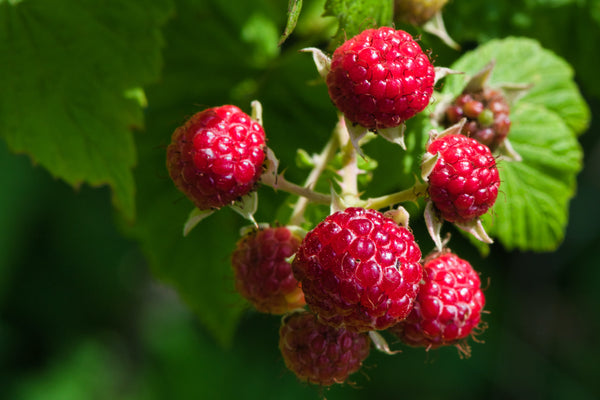 Raspberries on the vine 