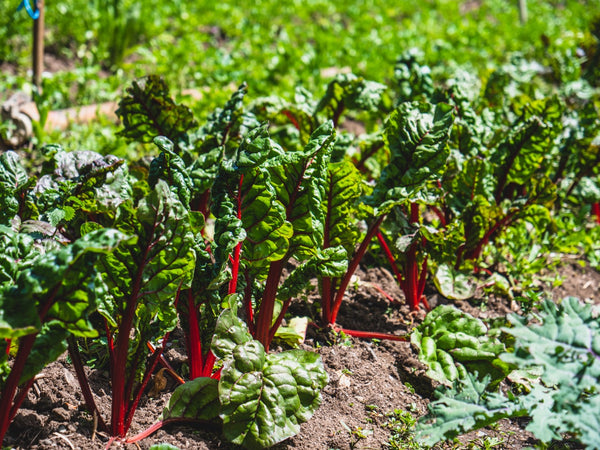 Swiss chard growing in a garden bed. 