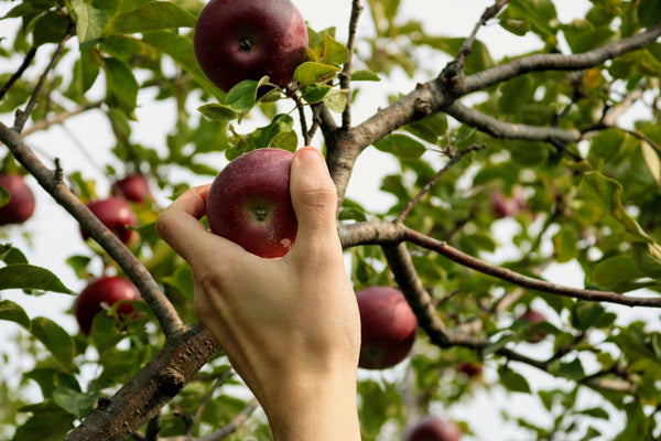 Hand picking an apple from a tree. 