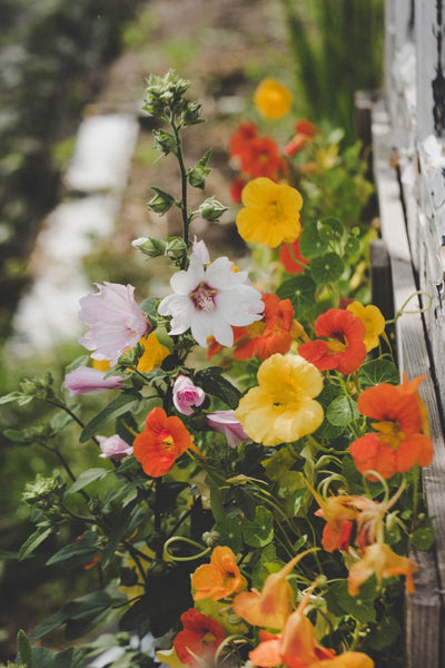 Flowers growing with a support.