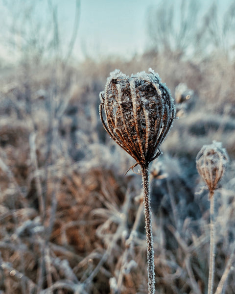 Frozen winter plants covered in frost.