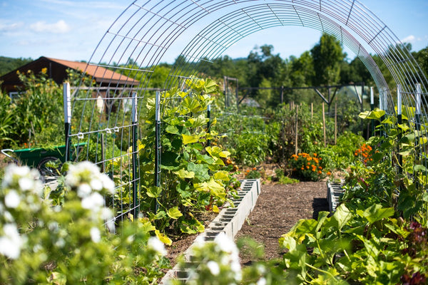 Garden with trellises and supports.