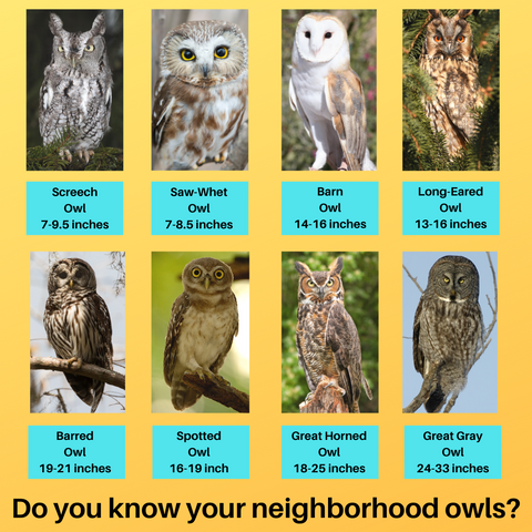 Do you know what size owls are in your neighborhood, here is the KingWood Owls size chart to help you out on your owl adventure!