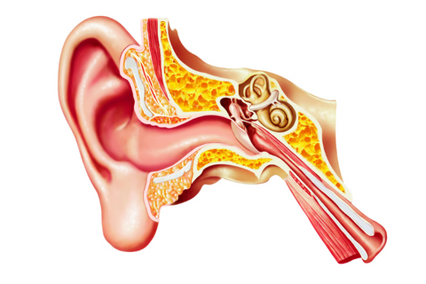 Ear Fluid After an Ear Infection